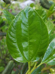 Ceanothus velutinus laevigatus