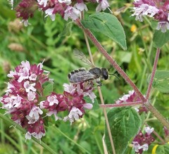 Megachile ericetorum