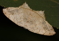 Oxymacaria temeraria