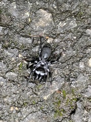 Sphodros niger