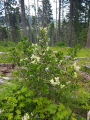 Ceanothus velutinus laevigatus