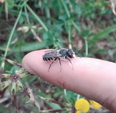Megachile ericetorum