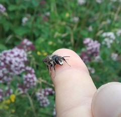 Megachile ericetorum