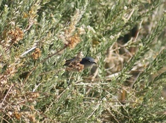 Polioptila melanura