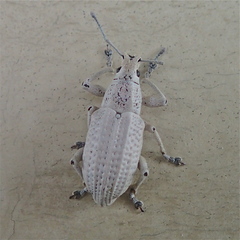 Compsus auricephalus