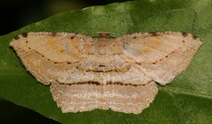 Calletaera dentata