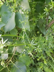 Galium mollugo