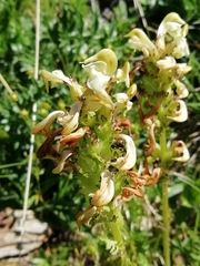 Pedicularis tuberosa