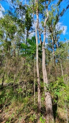 Ailanthus triphysa