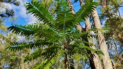 Ailanthus triphysa