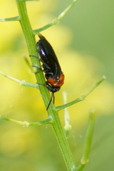 Tethida barda