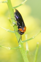 Tethida barda