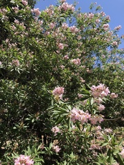 × chitalpa tashkentensis