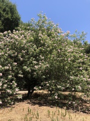 × chitalpa tashkentensis