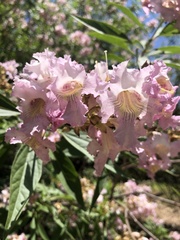 × chitalpa tashkentensis