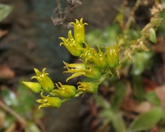 Dudleya stolonifera