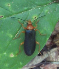 Neopyrochroa flabellata
