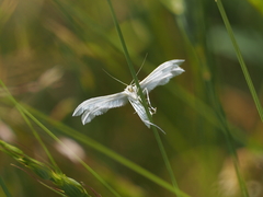 Pterophorus pentadactyla