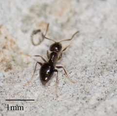 Brachymyrmex patagonicus
