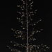 Prairie Dropseed - Photo (c) Douglas Goldman, some rights reserved (CC BY-SA), uploaded by Douglas Goldman