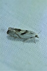 Eucosma metzneriana