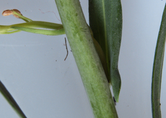 Boechera grahamii