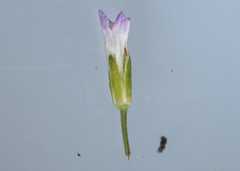 Boechera grahamii