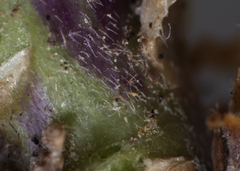 Boechera grahamii