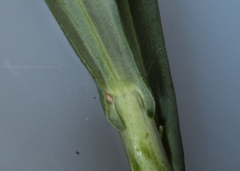 Boechera grahamii