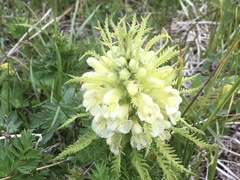 Pedicularis foliosa