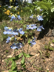 Penstemon wilcoxii