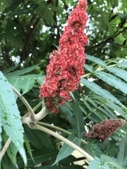 Rhus typhina