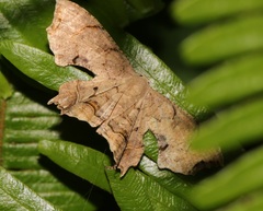 Dysaethria moza