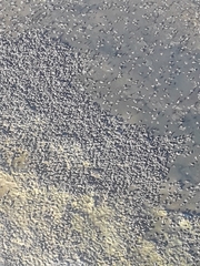 Ephydra cinerea