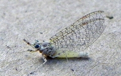 Maccaffertium modestum