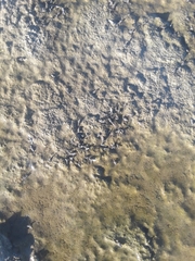 Ephydra cinerea