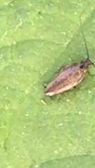 Ectobius lapponicus