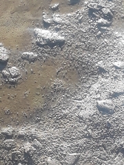 Ephydra cinerea