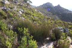 Elegia racemosa