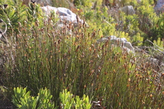 Elegia racemosa
