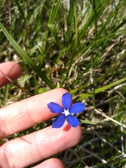 Gentiana bavarica bavarica