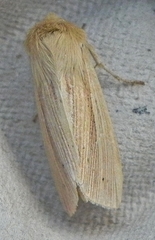 Mythimna oxygala