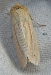 Mythimna oxygala