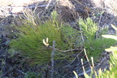 Nanobubon strictum