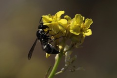 Pachodynerus californicus