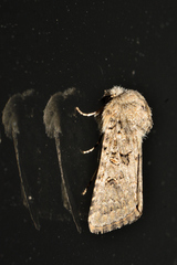 Spodoptera hipparis