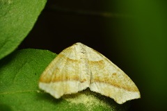 Plagodis alcoolaria