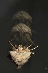 Spodoptera hipparis