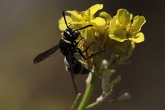 Pachodynerus californicus