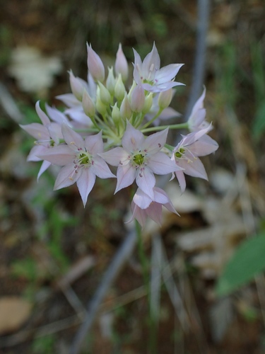 papery onion (Allium membranaceum)